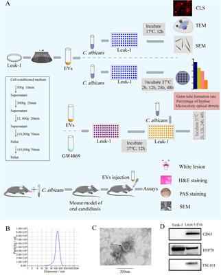 Antimicrobial Effect of Extracellular Vesicles Derived From Human Oral Mucosal Epithelial Cells on Candida albicans